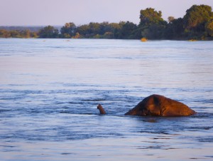 safari-in-Africa-consigli-utili