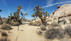 Palm Springs The Joshua Tree National Park