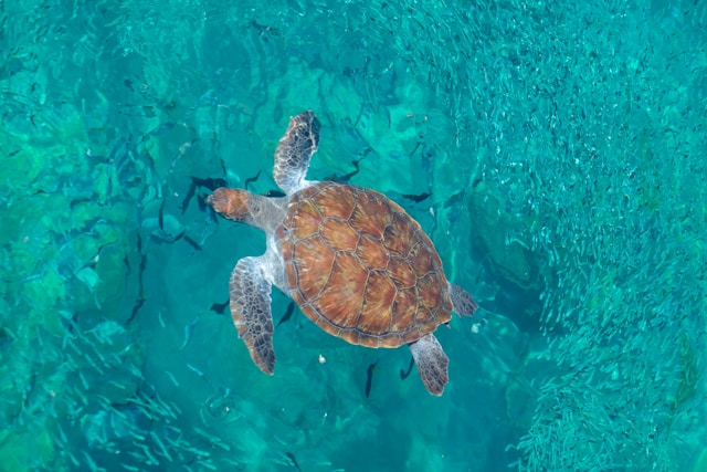 dove-fare-snorkeling-oman