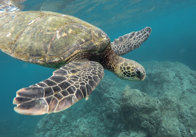 isole-DAYMANIYAT-oman-snorkeling