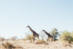 itinerario-sudafrica-kruger-park