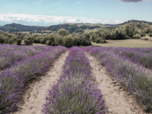 lavanda-italia-piemonte-sale-sangiovanni-cuneo