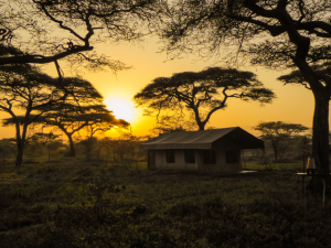 safari-in-Africa-consigli-utili
